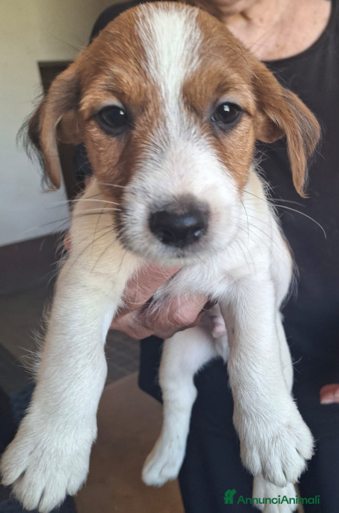 Jack Russell cani in vendita: Vendo Jack  a Città Metropolitana di Bologna - Immagine 5