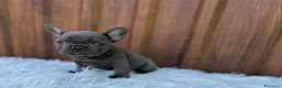 Bulldog Francese cani in vendita: Bulldog francese femmina blu - Annuncio 3