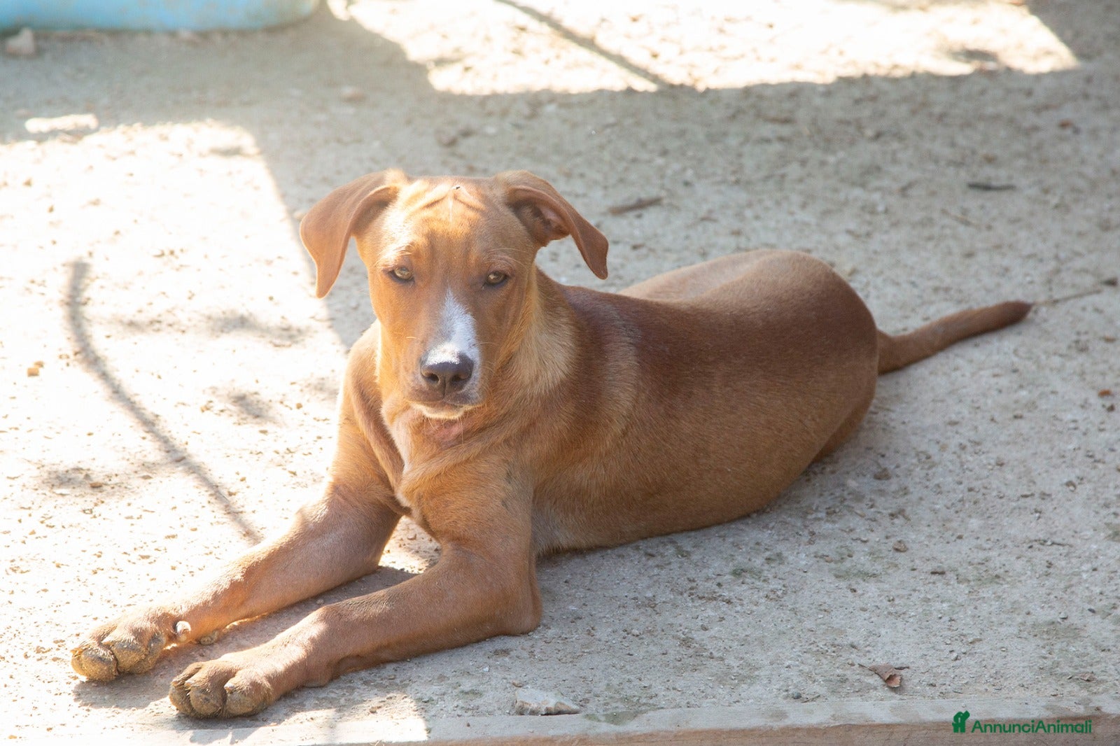 Meticcio cani ADOTTA CORFU' a Città Metropolitana di Firenze - Annuncio 5
