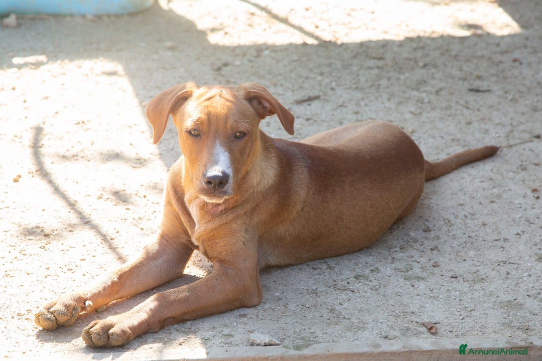 Meticcio cani in regalo: ADOTTA CORFU' a Città Metropolitana di Firenze - Annuncio 1