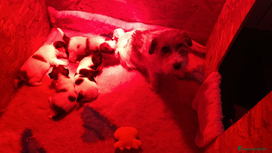 Jack Russell cani in vendita: JACK RUSSELL TERRIER PELO RUVIDO - Annuncio 6