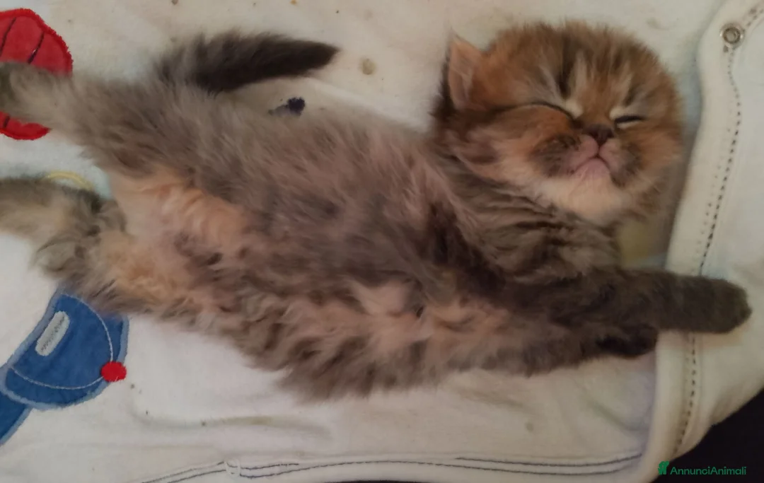 Persiano gatti in vendita: Gattini persiani  - Annuncio 19