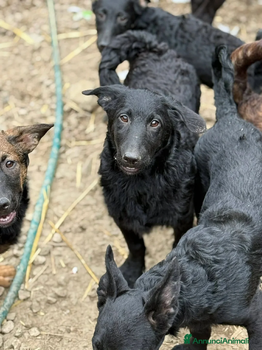 Meticcio cani in regalo: ERIC, cucciolo dolcissimo dimenticato da tutti. - Annuncio 5
