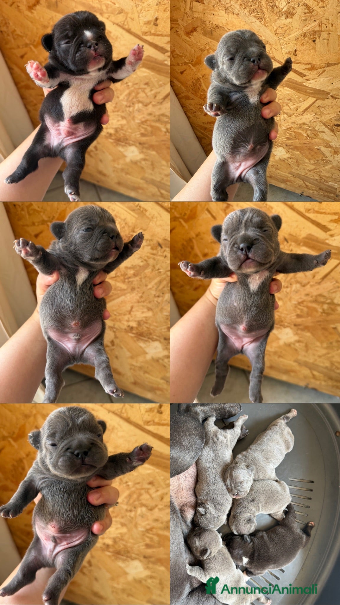 Bulldog Francese cani Cuccioli bulldog francese  - Annuncio 15