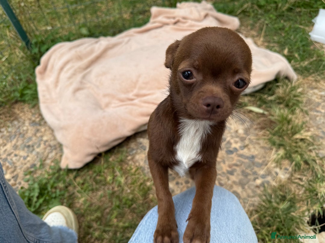 Chihuahua cani in vendita: Chihuahua maschio con pedigree Enci - Annuncio 1