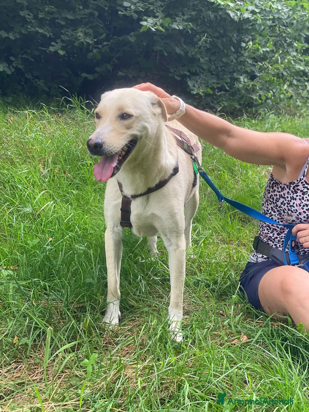 Labrador cani in regalo: Diana nessuno ancora si è innamorato di te a Provincia di Como - Annuncio 2