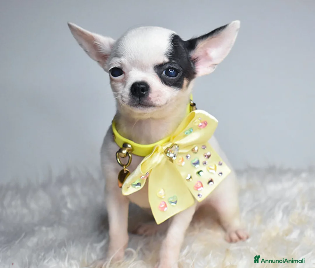 Chihuahua cani in vendita: Chihuahua cucciola. a Città metropolitana di Roma Capitale - Annuncio 1