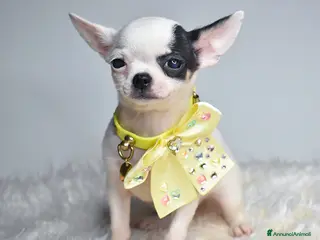 Chihuahua cani Chihuahua cucciola. - Annuncio 2