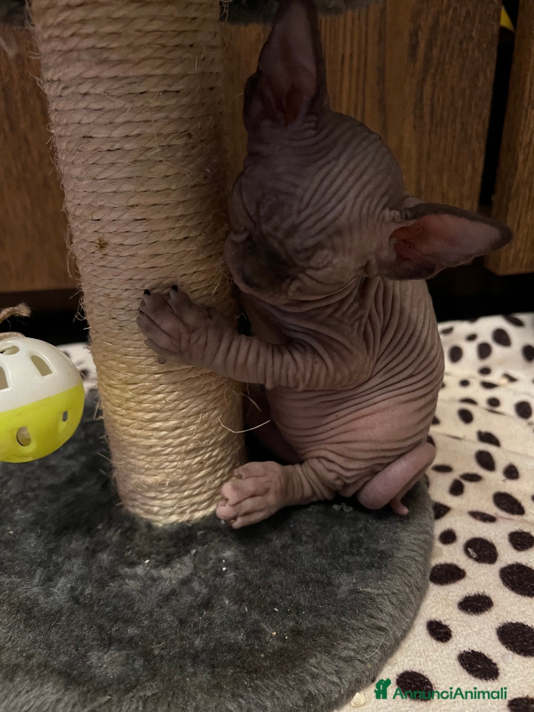 Sphynx gatti in vendita: Sphynx  a Città metropolitana di Roma Capitale - Annuncio 2