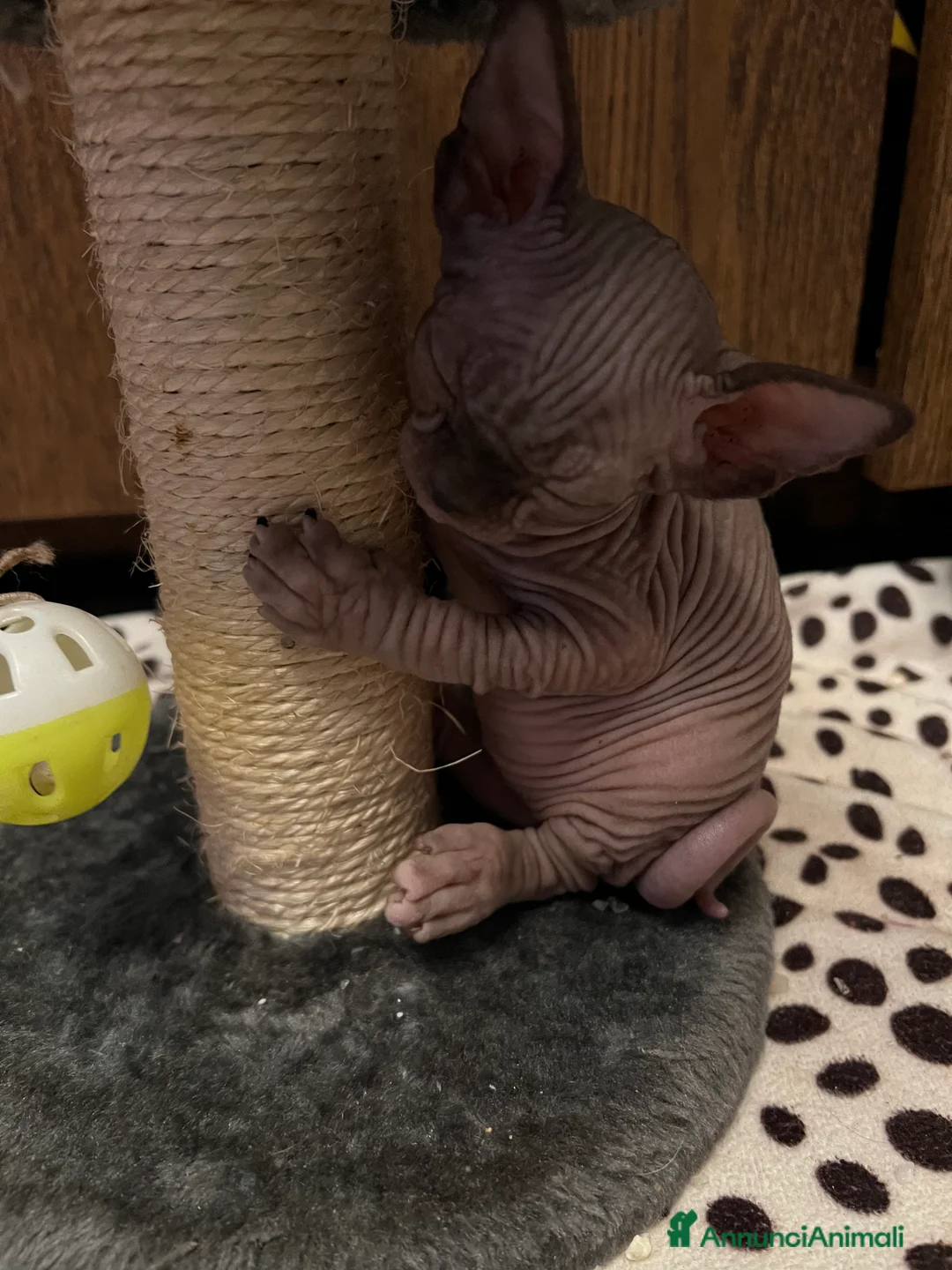 Sphynx gatti in vendita: Sphynx  a Città metropolitana di Roma Capitale - Annuncio 2