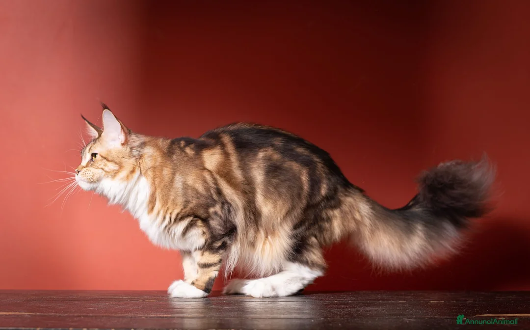 Maine Coon gatti in vendita: Mainemarie Barbera - Annuncio 7