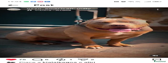 Cesare