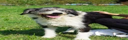 Meticcio cani in regalo: drago  - Annuncio 4