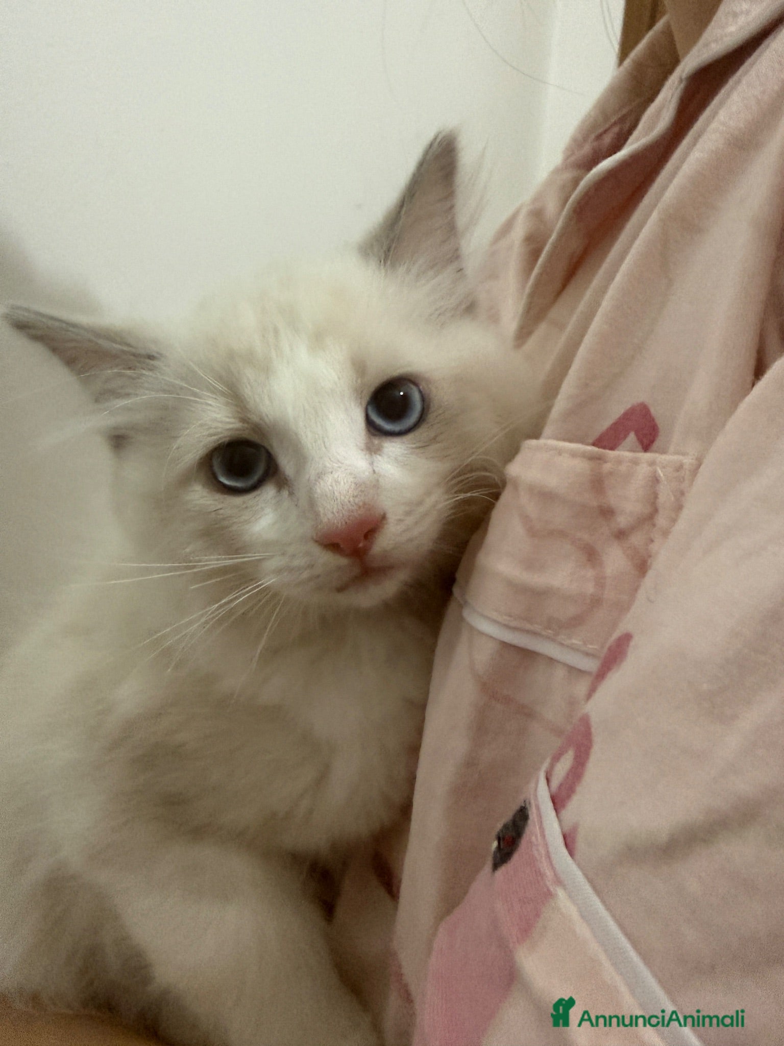 Ragdoll gatti Cuccioli Ragdoll Blue bicolor - Annuncio 4