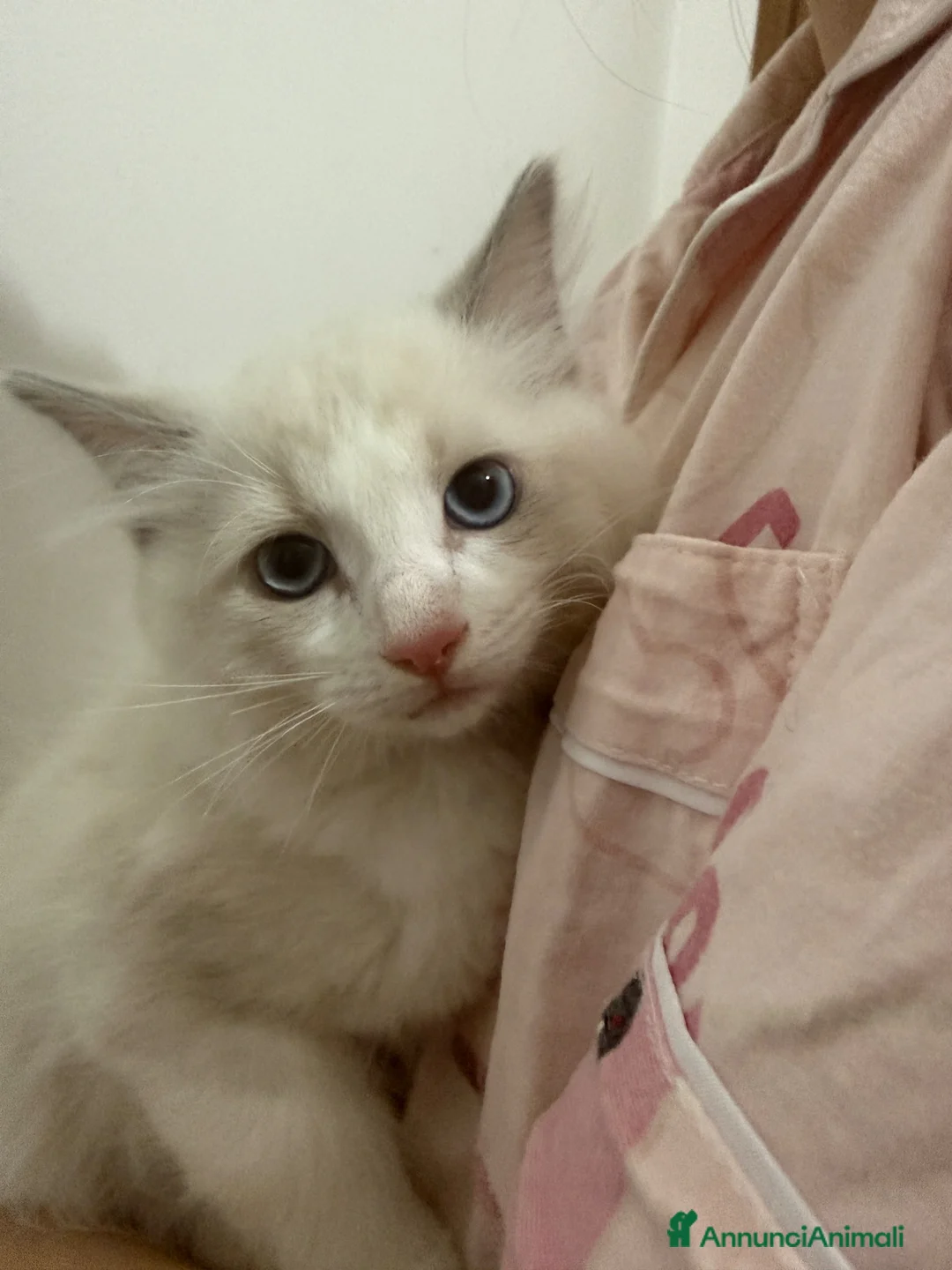 Ragdoll gatti in vendita: Cuccioli Ragdoll Blue bicolor a Provincia di Padova - Annuncio 1