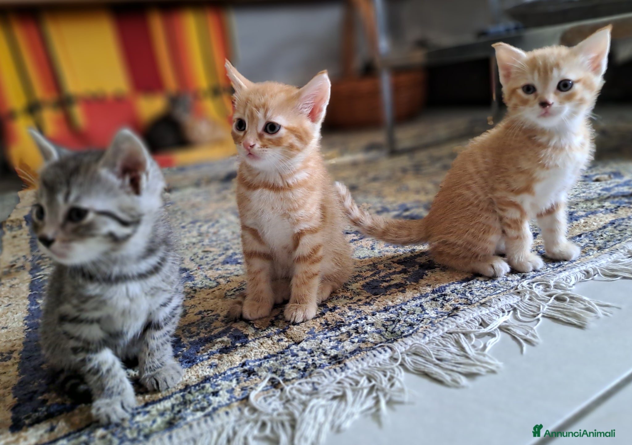 Europeo gatti in regalo: Splendidi gattini cercano casa - Annuncio 7