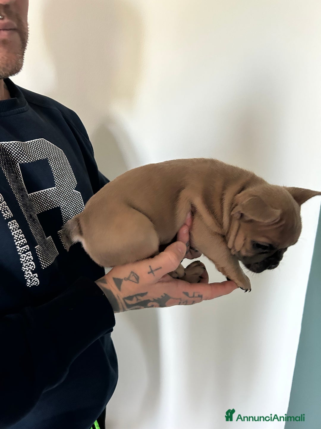 Bulldog Francese cani in vendita: Cuccioli di bulldog  - Annuncio 23