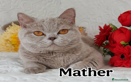 British gatti in vendita: British Shorthair cuccioli  a Città metropolitana di Roma Capitale - Immagine 28