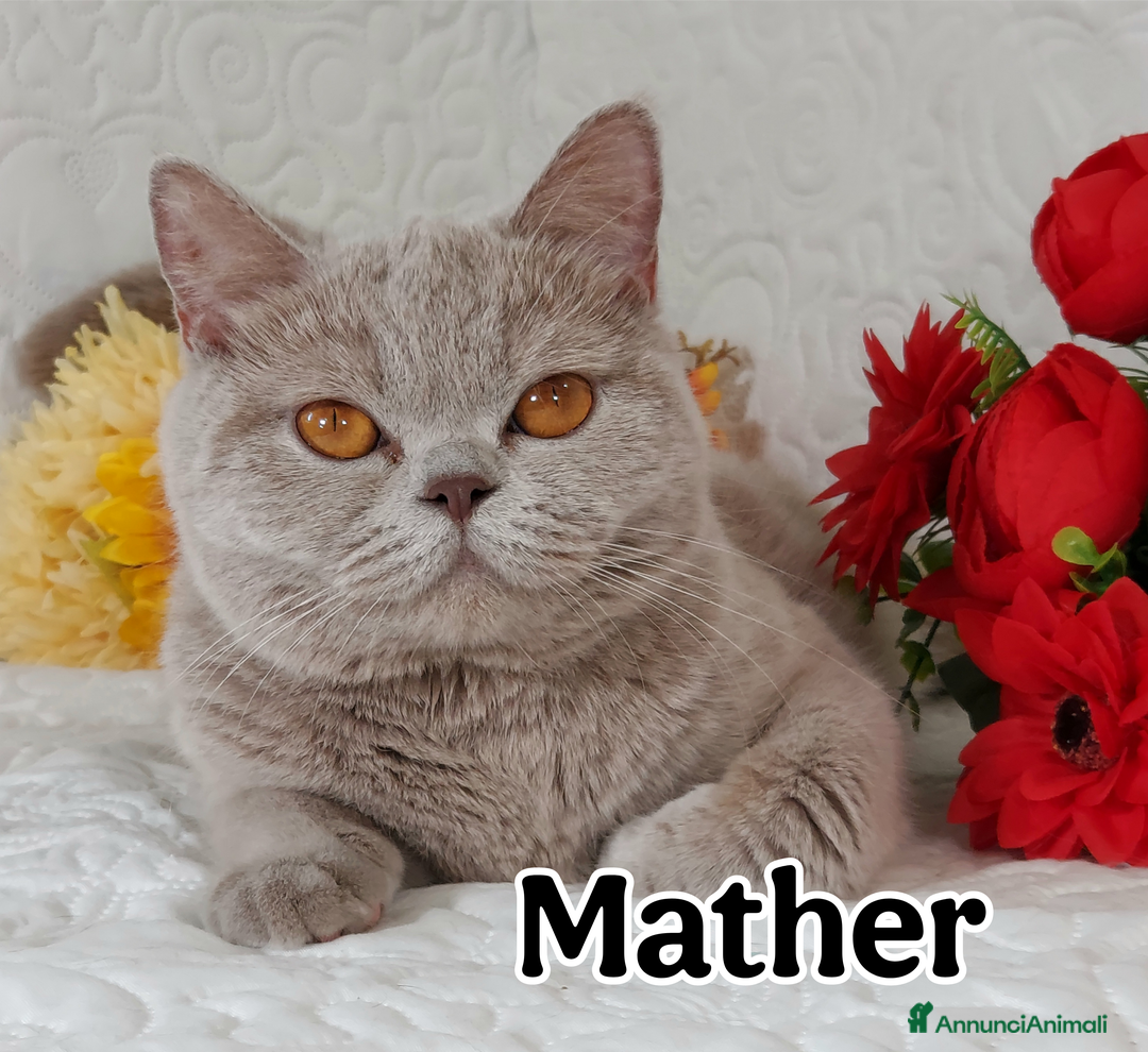 British gatti in vendita: British Shorthair cuccioli  a Città metropolitana di Roma Capitale - Immagine 28