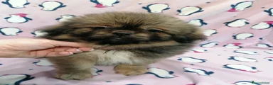 Tibetan Spaniel Cucciolo 3