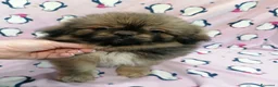 Tibetan Spaniel cani in vendita: Tibetan Spaniel cuccioli - Annuncio 3