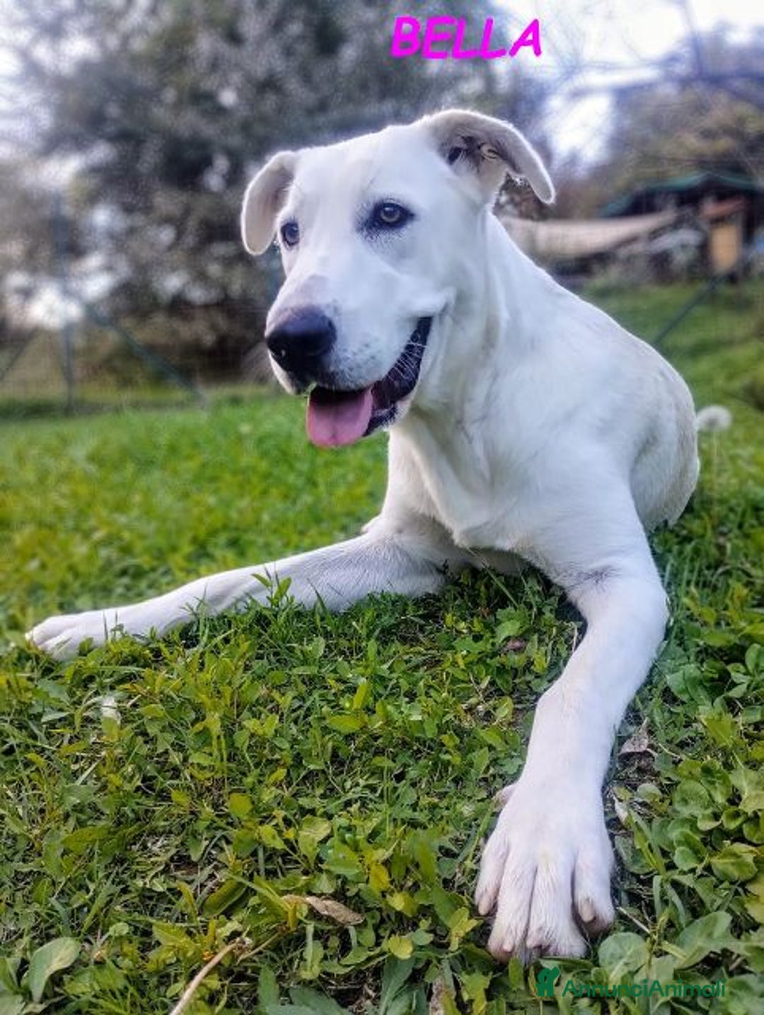 Meticcio cani in regalo: BELLA che più bella non si può! - Annuncio 9