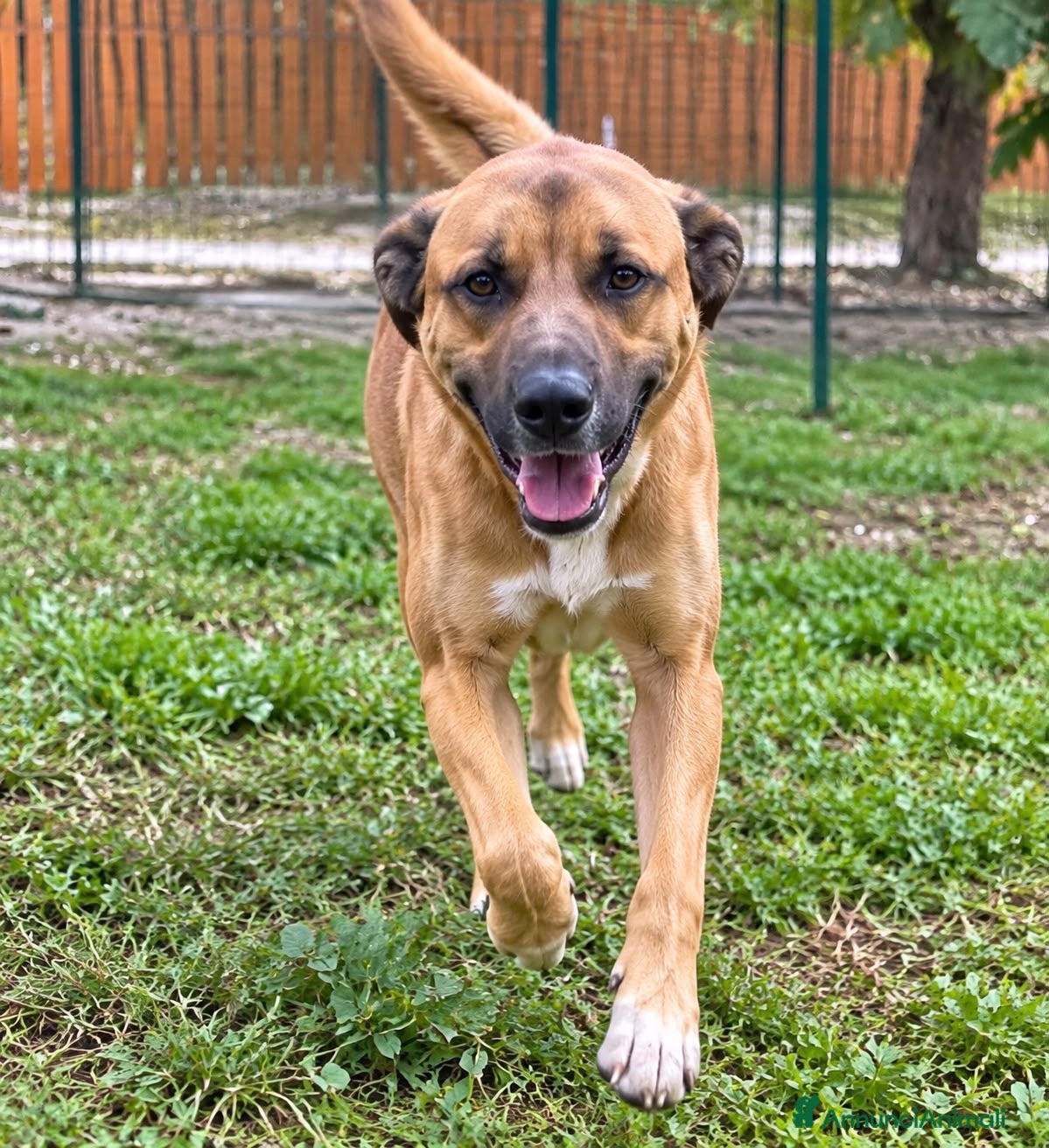 Meticcio cani Milo soffre tanto la detenzione  - Annuncio 1