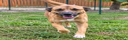 Meticcio cani in regalo: Milo soffre tanto la detenzione  a Provincia di Alessandria - Annuncio 1