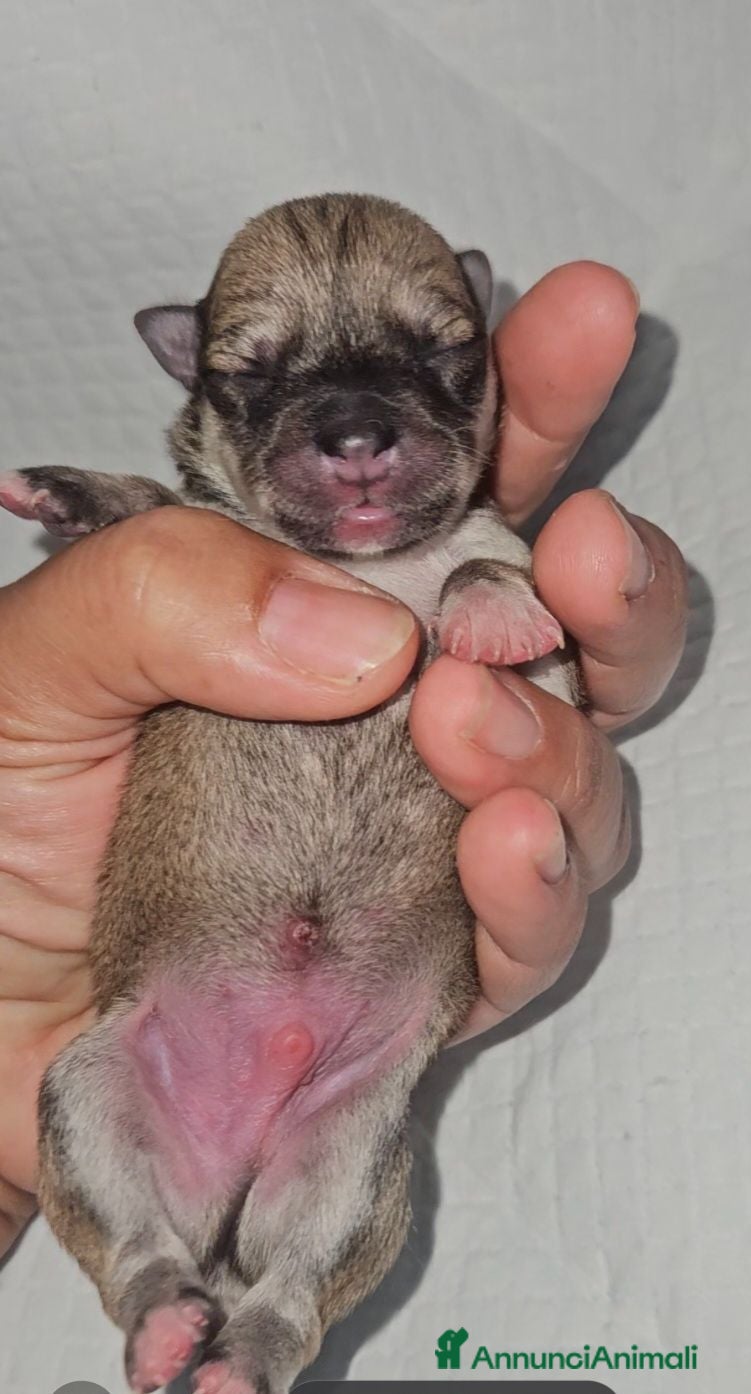 Chihuahua cani Chihuahua toy  - Annuncio 11