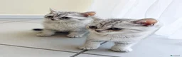 Scottish gatti in vendita: Disponibili ultimi 2 maschietti scottish straight a Provincia di Monza e della Brianza - Annuncio 6