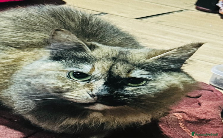 Siberiano gatti a Provincia di Cremona - Annuncio 19