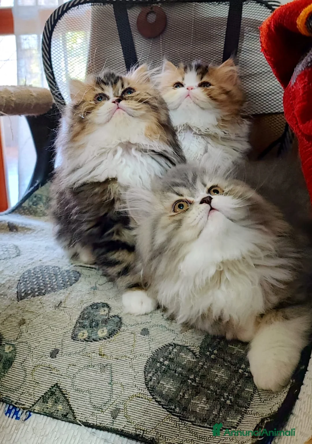 Persiano gatti in vendita: gatti persiani - Annuncio 4