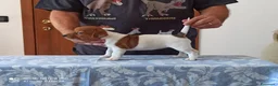 Jack Russell cani in vendita: Cucciolata jack Russell terrier con pedigree  - Annuncio 2