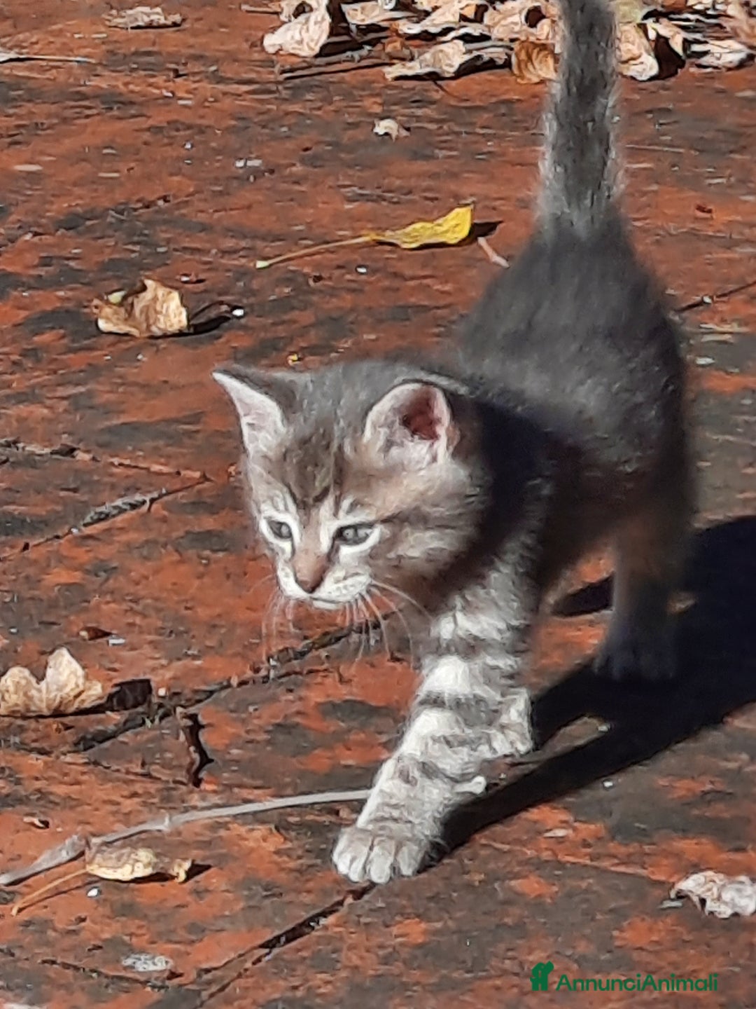 Europeo gatti in regalo: Gattini adorabili - Annuncio 3