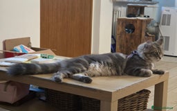 Maine Coon gatti in vendita: Vendo Cuccioli di Maine Coon - Immagine 6