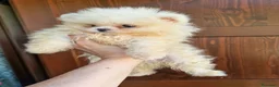Spitz cani in vendita: Spitz di Pomerania NANO  - Annuncio 3