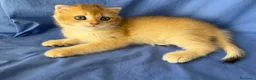 Scottish gatti in vendita: Splendidi cuccioli Scottish Fold e Straight - Annuncio 14