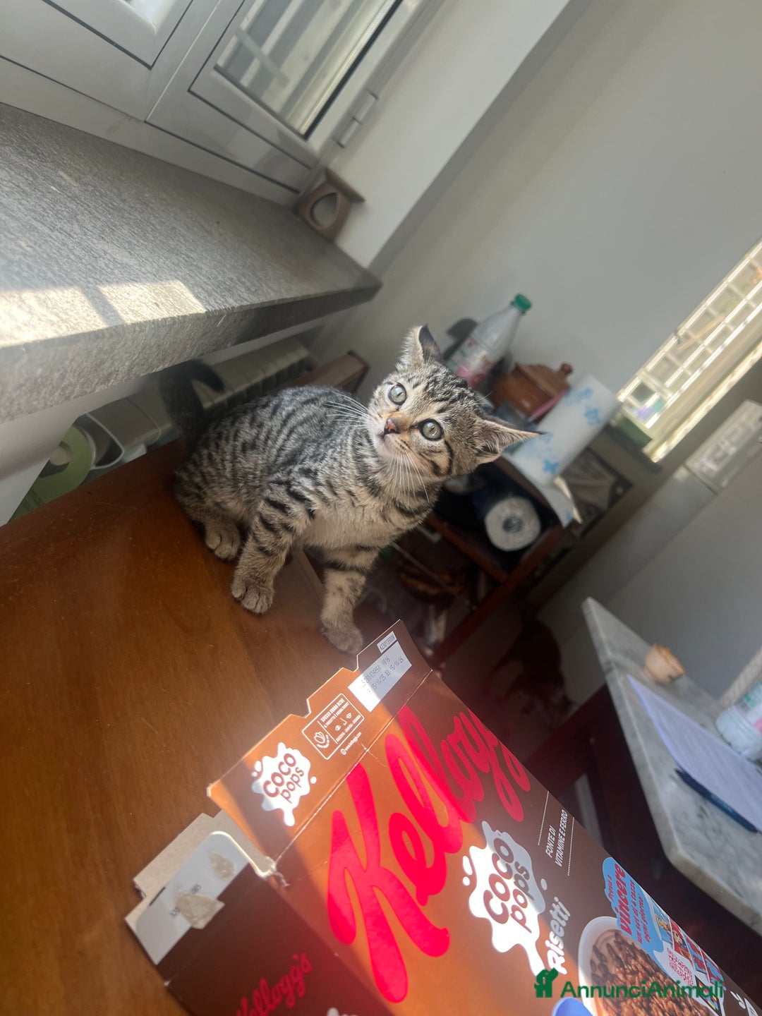 Savannah gatti in vendita: Cucciola di Savannah F5 - Annuncio 3