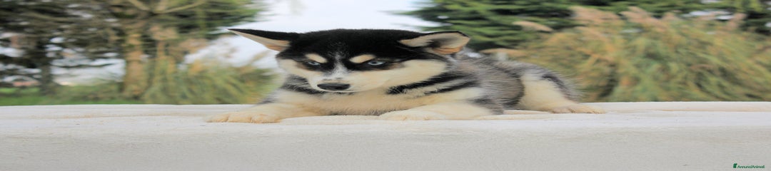 Husky Cucciola 3