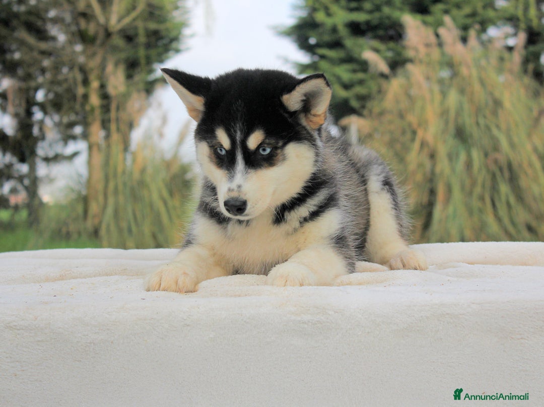 Husky cani in vendita: Cuccioli di Siberian Husky  a Provincia di Pavia - Immagine 9