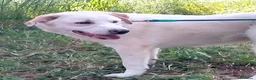 Meticcio cani in regalo: WILLY CUCCIOLO MIX LABRADOR  a Provincia di Varese - Annuncio 3