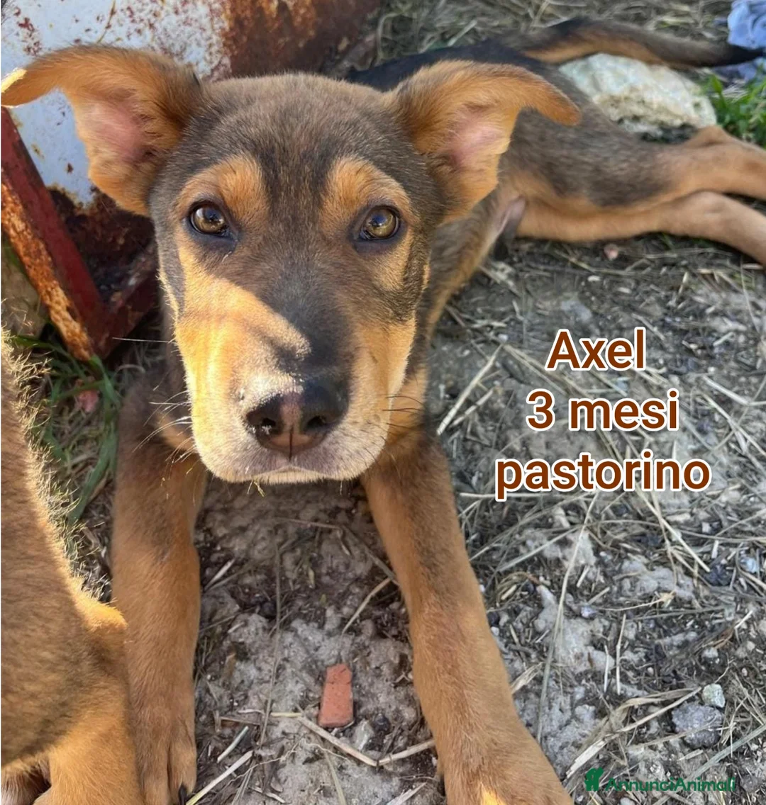 Meticcio cani in regalo: CUCCIOLI BISOGNOSI: URGENTE  a Città Metropolitana di Torino - Annuncio 10