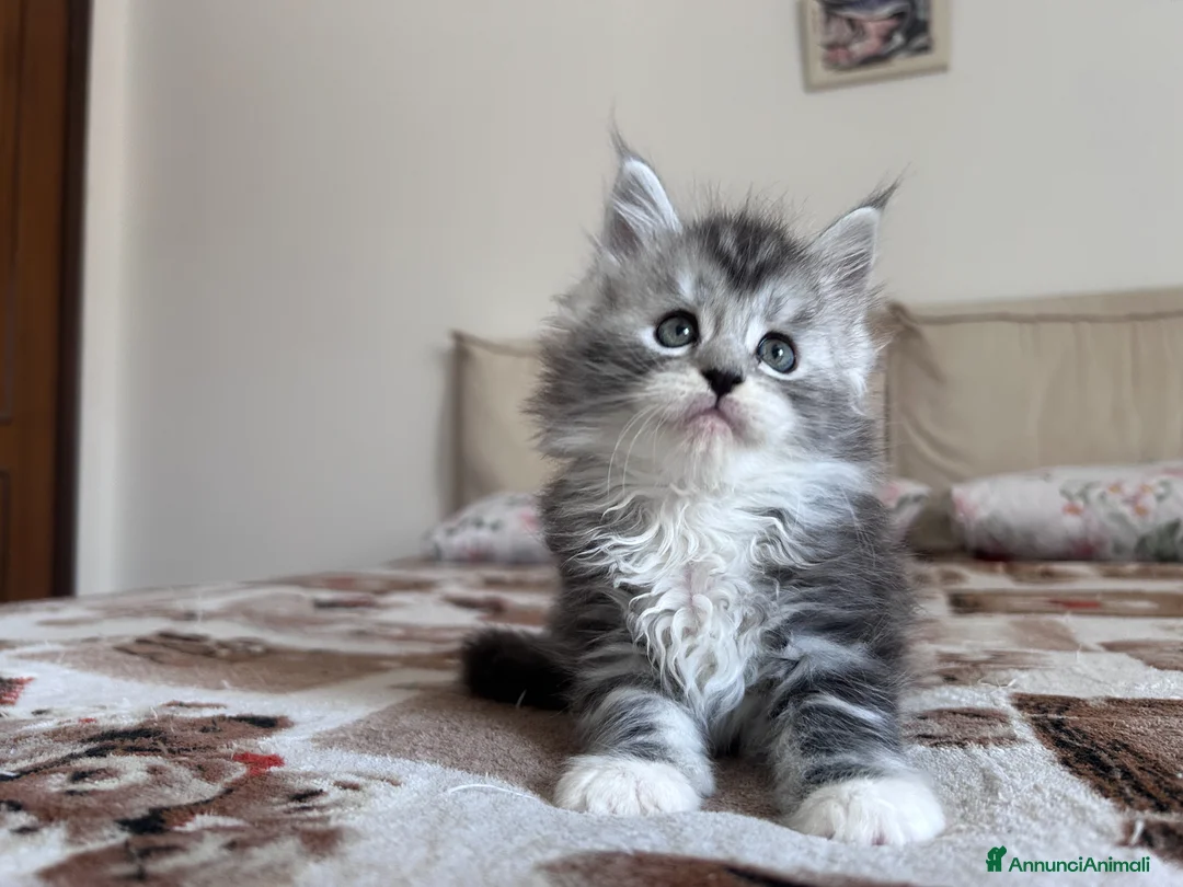 Maine Coon gatti in vendita: Maine Coon pedigree AGI - Annuncio 1
