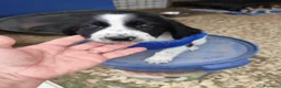 Meticcio cani in regalo: CUCCIOLI 2 mesi taglia media - Annuncio 12