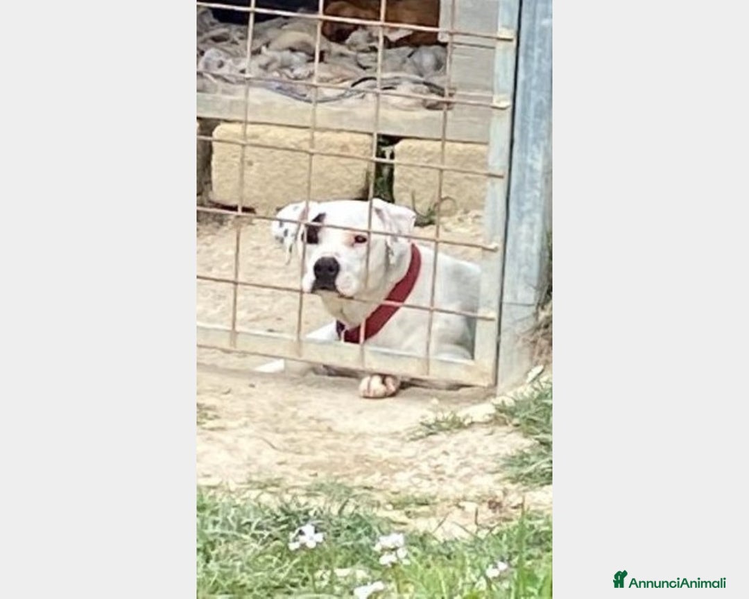 Meticcio cani in regalo: Molossina 4anni kg 17 aspetta casa AGRIGENTO a Milano - Annuncio 2