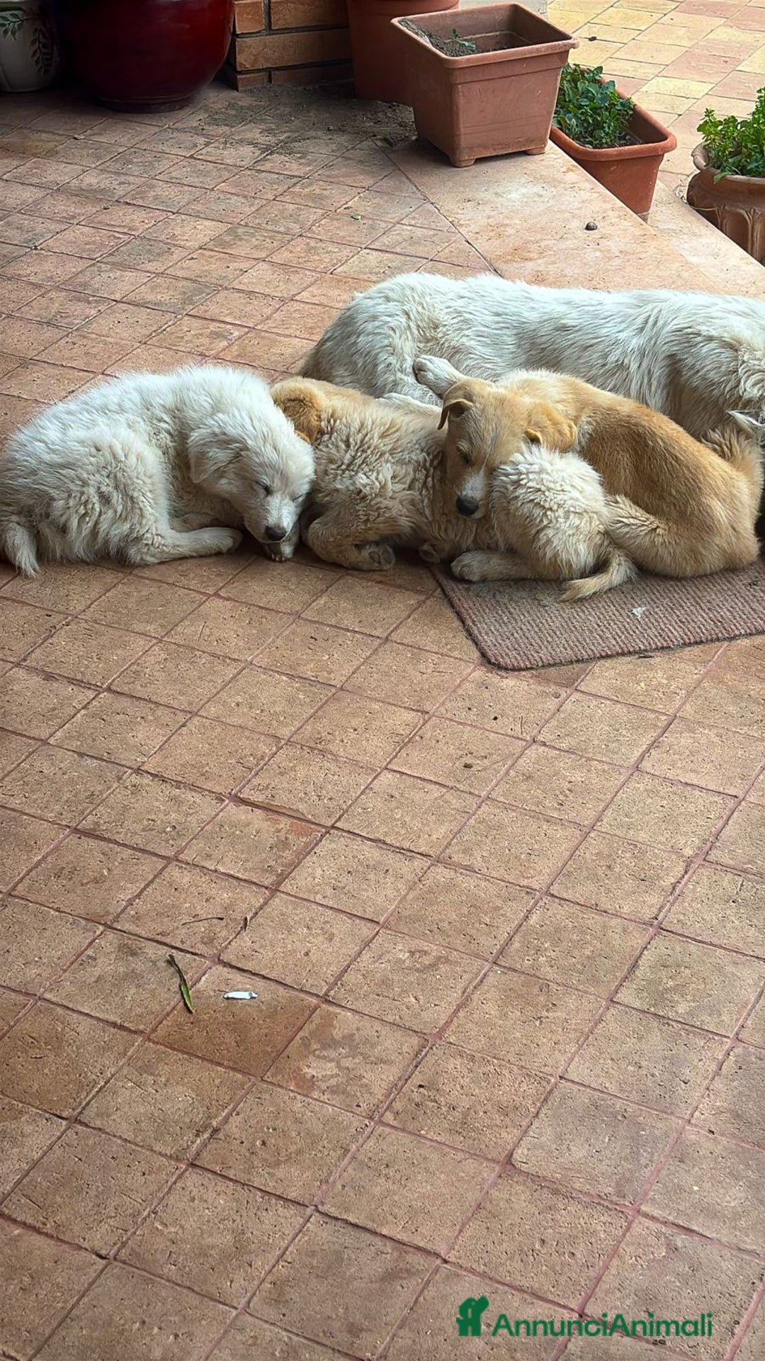 Meticcio cani in regalo: SHIVA 🩷-cucciola pastore musetto vispo, cerca 🏠  - Annuncio 5