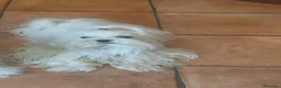 Maltese cani in vendita: Cuccioli di maltese - Annuncio 3
