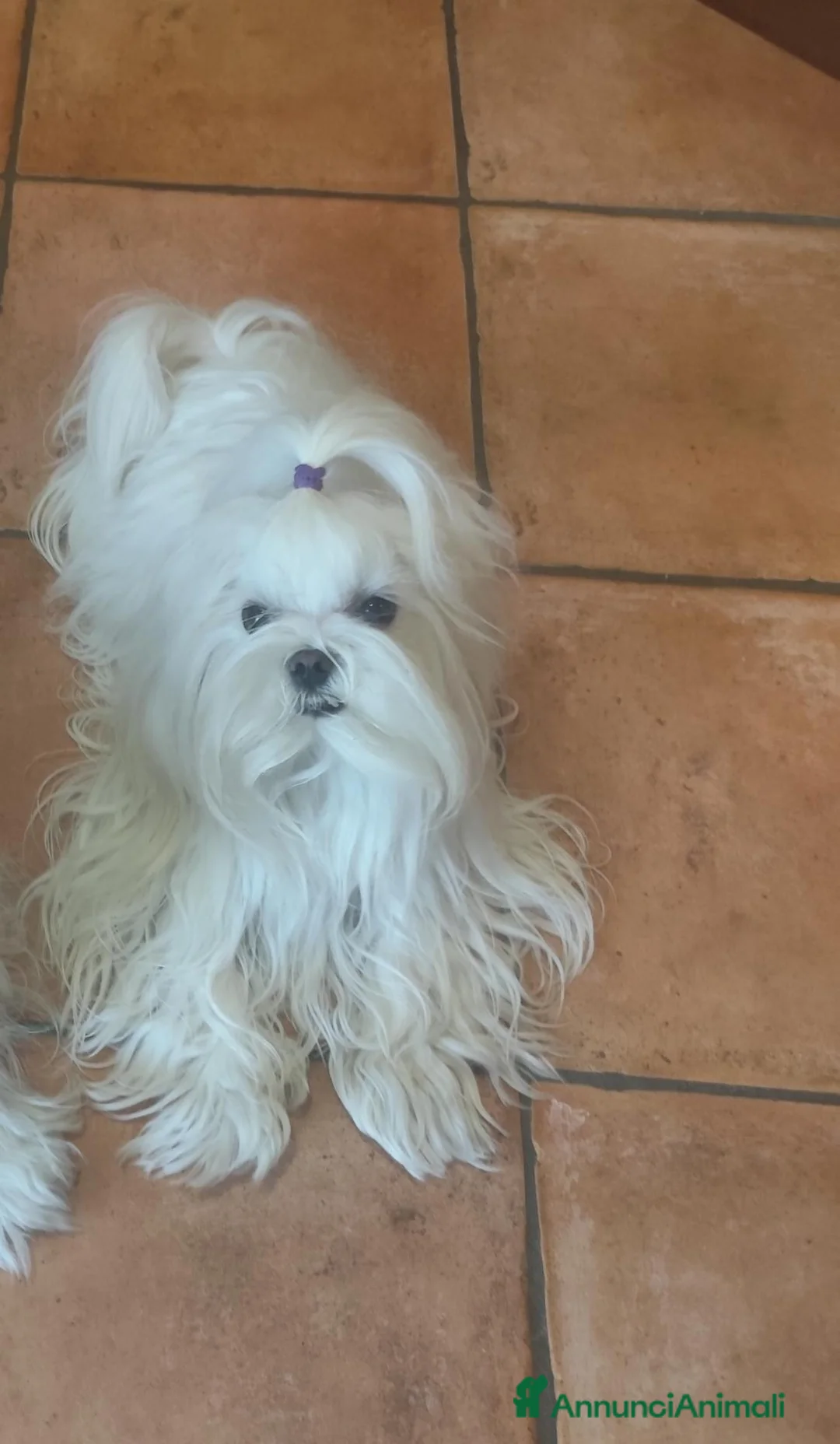 Maltese cani in vendita: Cuccioli di maltese - Annuncio 3