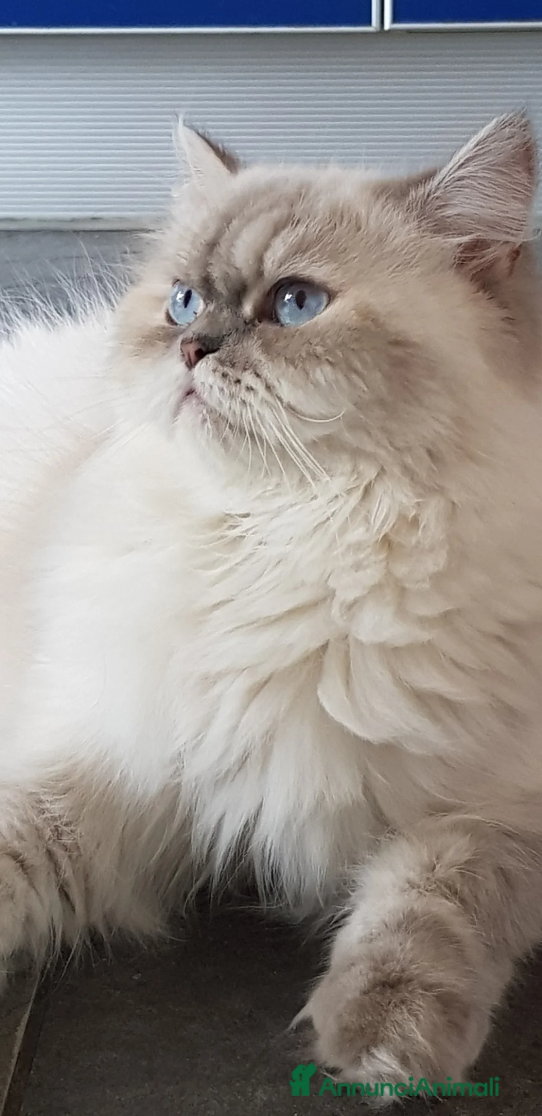 Persiano gatti in vendita: Dolcissima femminuccia di persiano - Annuncio 2