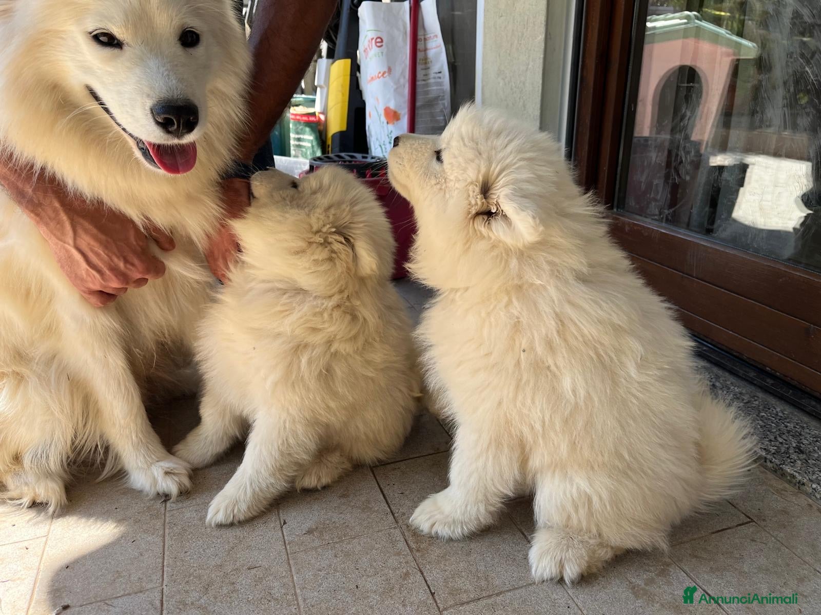 Samoiedo cani in vendita: Cuccioli di cane samoiedo  - Annuncio 7